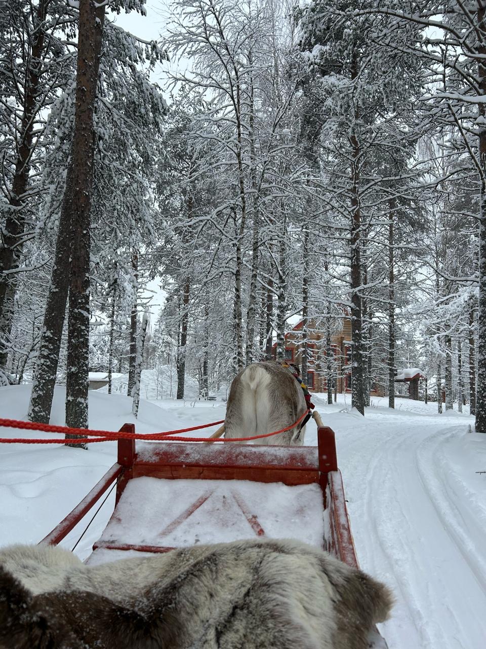 Reindeer sleigh through a snowy forest
