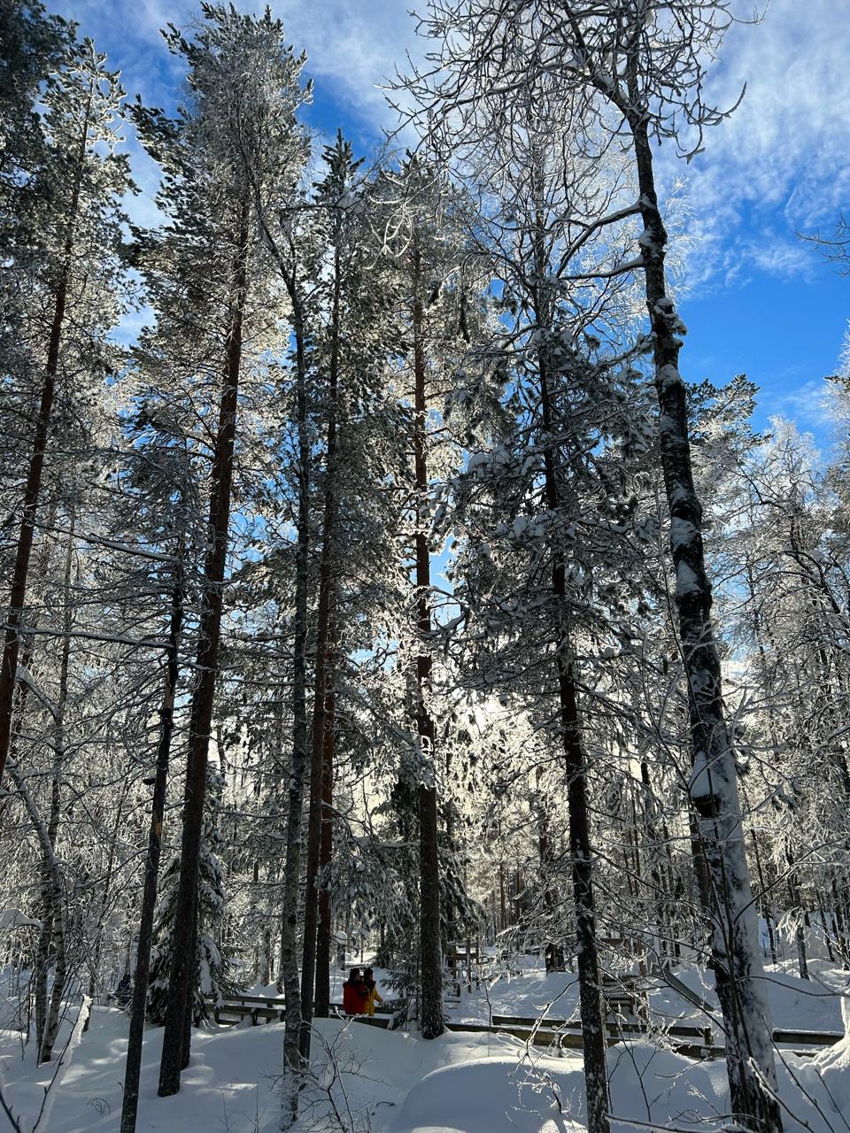Sunlit trees in a snow-covered northern forest