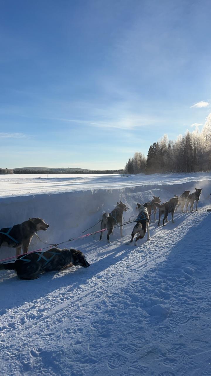Husky team crossing a bright winter landscape