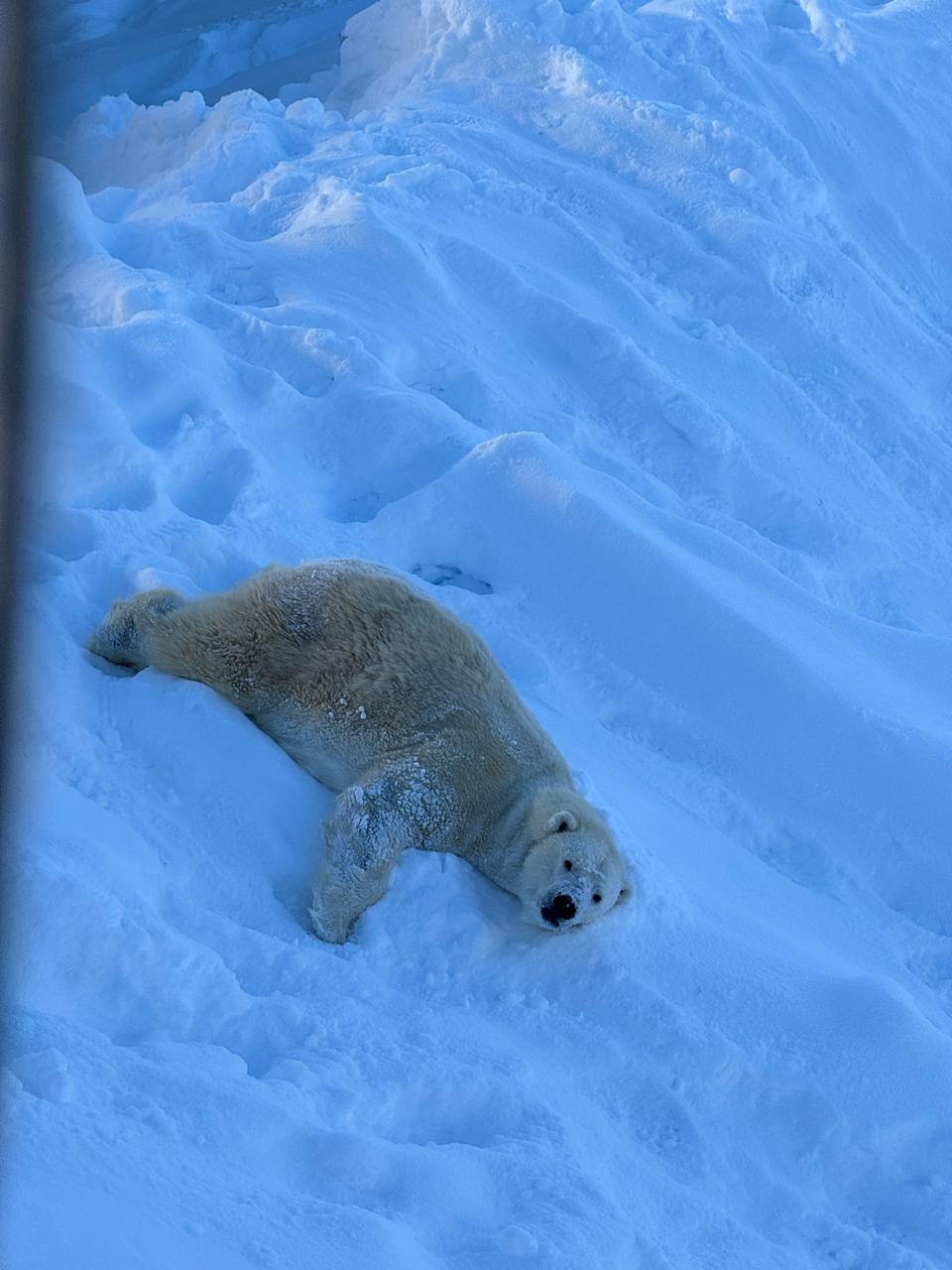 Polar bear resting in blue snow