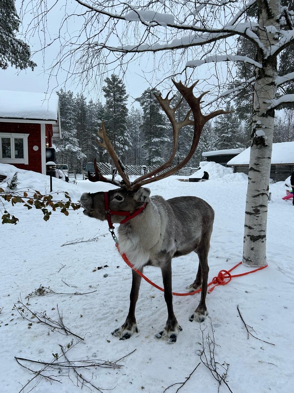 Reindeer in a snowy northern landscape