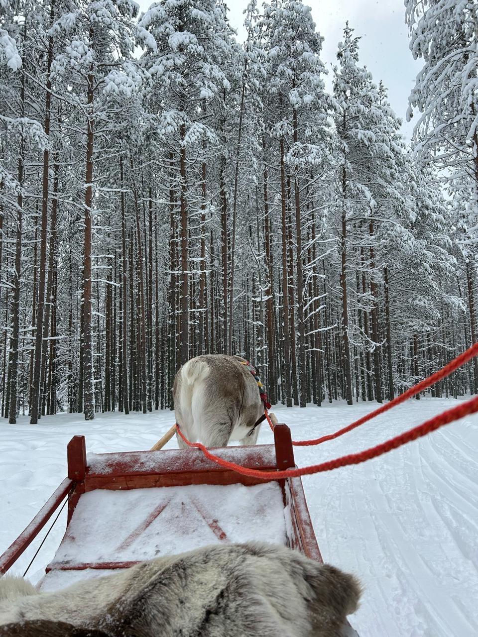 Reindeer sleigh among snow-covered pines